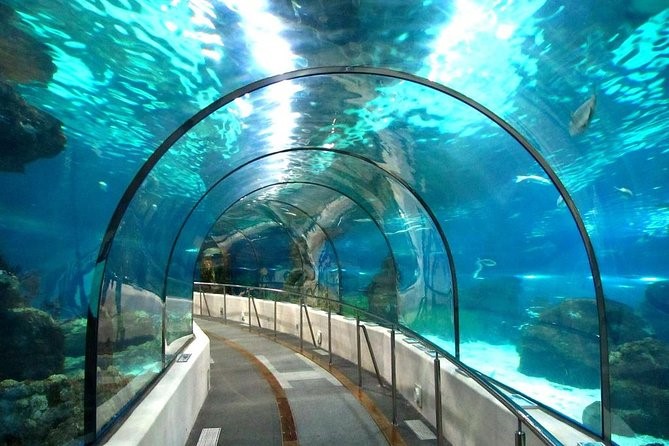 Hurghada Grand Aquarium Museum With Transfer .6